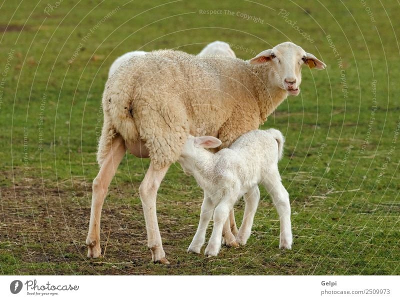 Beautiful lamb next to its mother Summer Mother Adults Family & Relations Environment Nature Landscape Animal Grass Meadow Hill Fur coat Herd To feed Natural