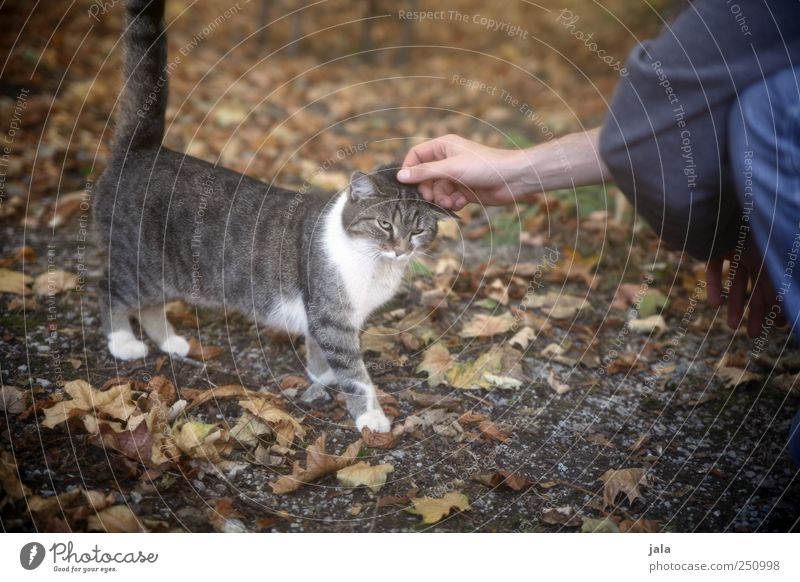 CHAMANSÜLZ | give me heads Arm Hand 1 Human being Animal Cat Love of animals Colour photo Exterior shot Day