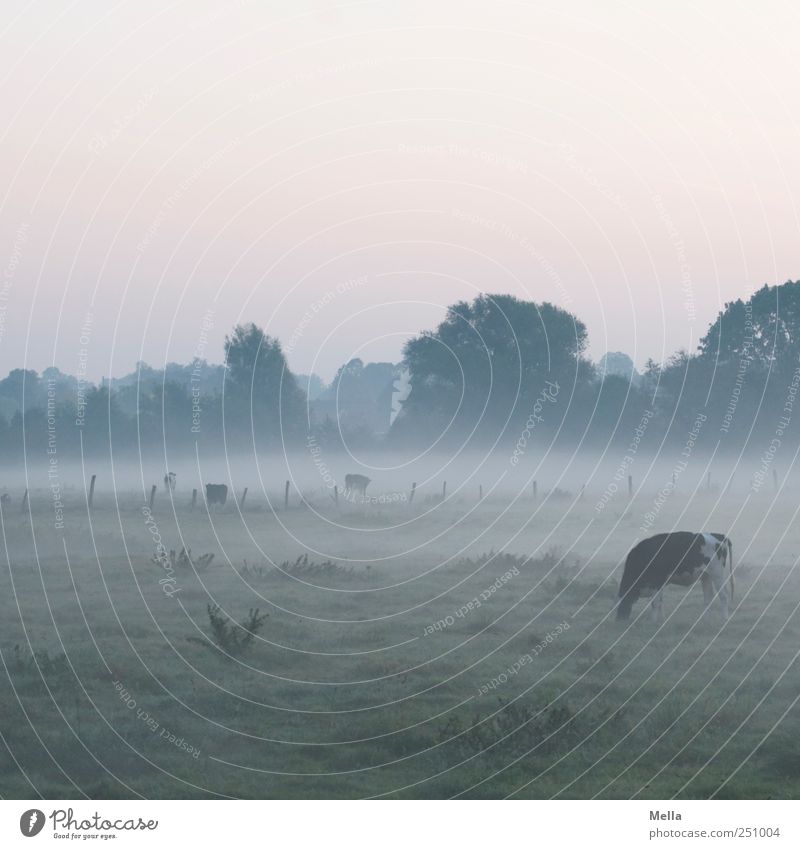 early Environment Landscape Climate Fog Meadow Pasture Farm animal Cow To feed Calm Agriculture Rural Morning Fog bank Colour photo Exterior shot Deserted