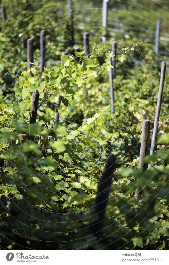Green cult. Environment Nature Landscape Climate Senses Vine Vineyard Grape harvest Wine growing Italy Mature Slope Plant Colour photo Subdued colour