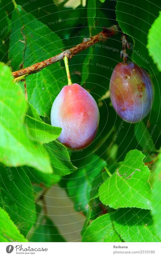Purple plums on a branch. Fruit Nutrition Organic produce Vegetarian diet Diet Summer Summer vacation Eating Environment Nature Bushes Agricultural crop Village