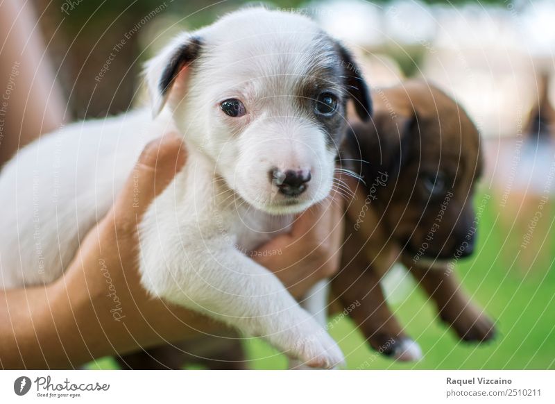 Puppies of dog, white and brown. Hand Nature Grass Park Animal Dog 2 Pair of animals Baby animal Looking Healthy Cuddly Brown Green White Love of animals