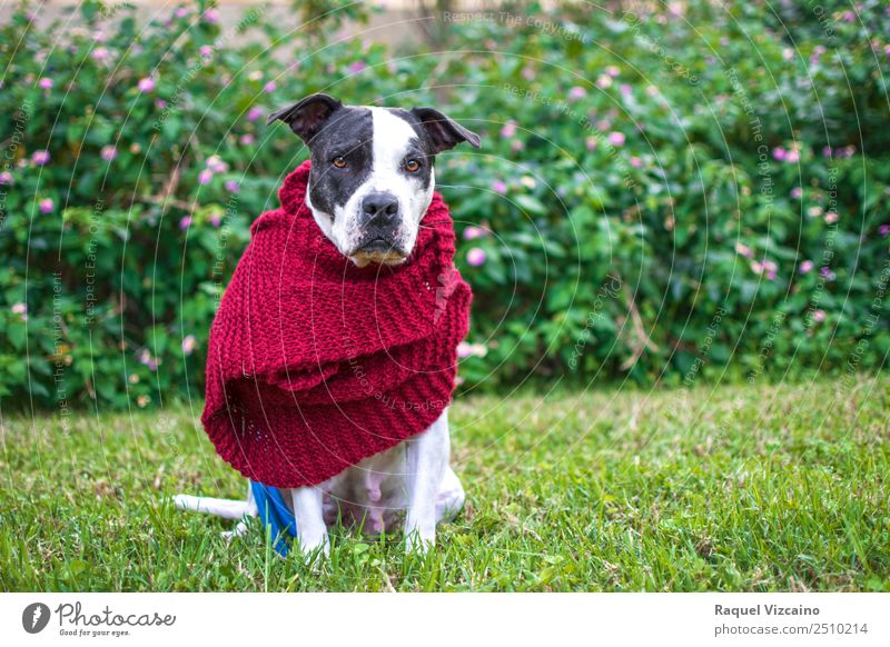 Dog with red scarf in the park Nature Plant Grass Field Scarf Animal Pet 1 Think Looking Green White Obedient Peaceful Calm Style Colour photo Exterior shot