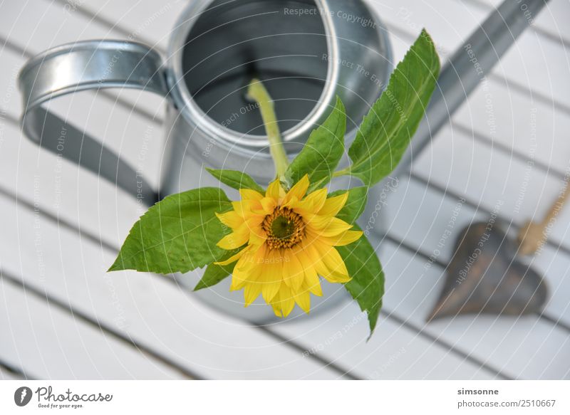 Sunflower in a watering can from above with heart Well-being Leisure and hobbies Garden Decoration Birthday Work and employment Gardening Closing time Tool Rope