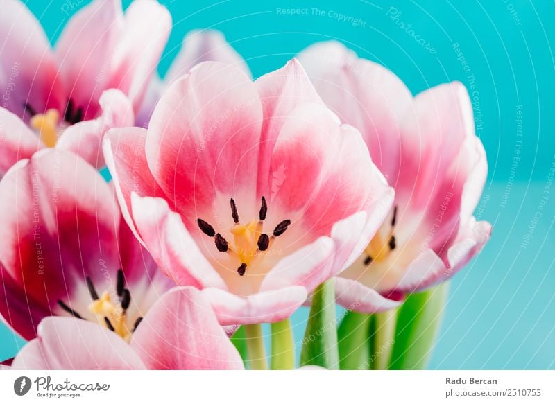 Close-Up Details Of Pink Tulip Flower Beautiful Summer Garden Feasts & Celebrations Valentine's Day Mother's Day Birthday Nature Plant Spring Blossom Exotic