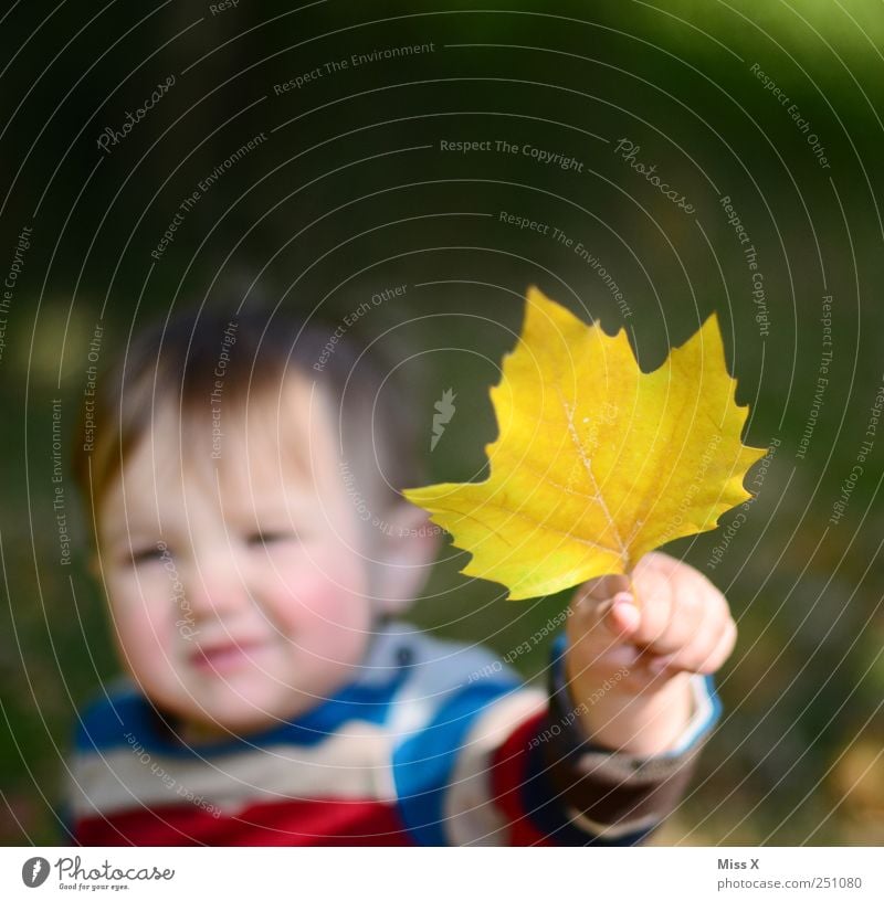 plane Human being Baby Toddler Face Hand Fingers 1 0 - 12 months 1 - 3 years Autumn Leaf Small Cute Yellow Infancy Find American Sycamore Indicate To hold on