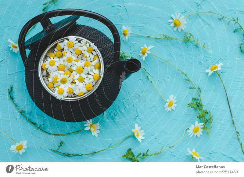 Fresh flowers and camomile plants in teapot on blue background Herbs and spices Hot drink Tea Medical treatment Medication Well-being Relaxation Calm Summer