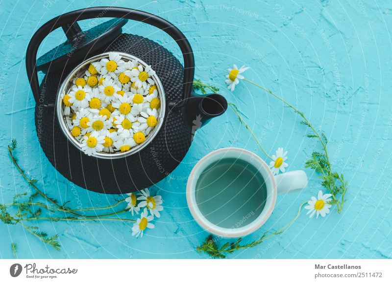 Fresh chamomile flowers in teapot on blue background Herbs and spices Hot drink Glass Medical treatment Medication Well-being Relaxation Calm Summer Table
