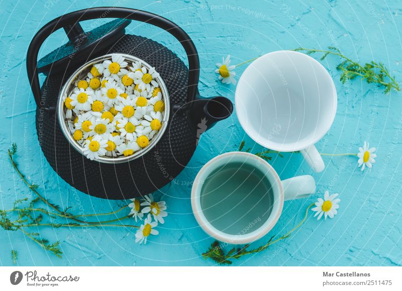 Fresh camomile flowers in teapot on blue background Herbs and spices Hot drink Mug Medical treatment Medication Relaxation Calm Summer Table Environment Nature