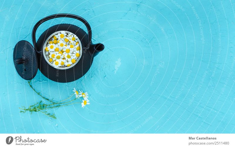 Fresh chamomile flowers in teapot on blue background Herbs and spices Drinking Hot drink Healthy Medical treatment Medication Well-being Relaxation Calm Summer