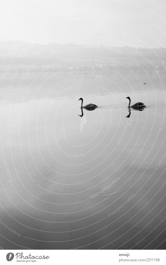 Alone in twos Nature Elements Water Sky Bad weather Fog Lake 2 Animal Pair of animals Gray Black Swan Swan Lake Reflection Gloomy Calm Sadness