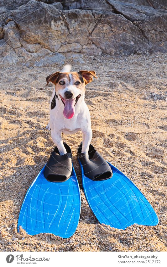 Concept of fun pastime with dog in the summertime Joy Leisure and hobbies Vacation & Travel Trip Summer vacation Sunbathing Beach Ocean Animal Accessory Pet Dog