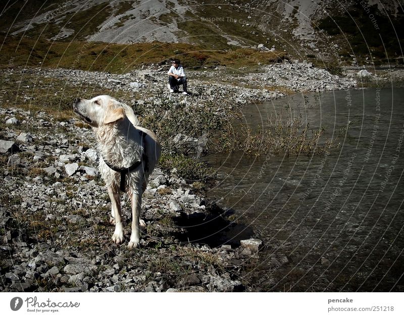 in sync Nature Landscape Rock Alps Mountain Lünersee Vorarlberg rätikon Lake Pet Dog retriever 1 Animal Looking Dream Hiking Wait Authentic Caution Serene