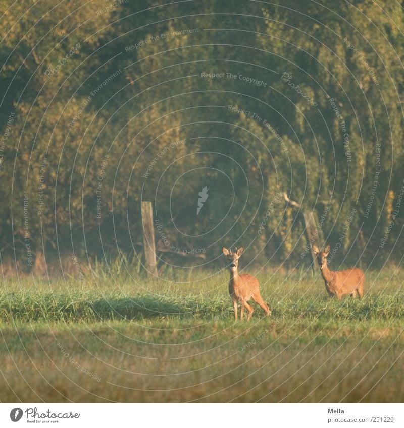 800 - Rehdylle Environment Nature Animal Meadow Forest Wild animal Roe deer 2 Pair of animals Looking Stand Free Beautiful Natural Curiosity Green Freedom