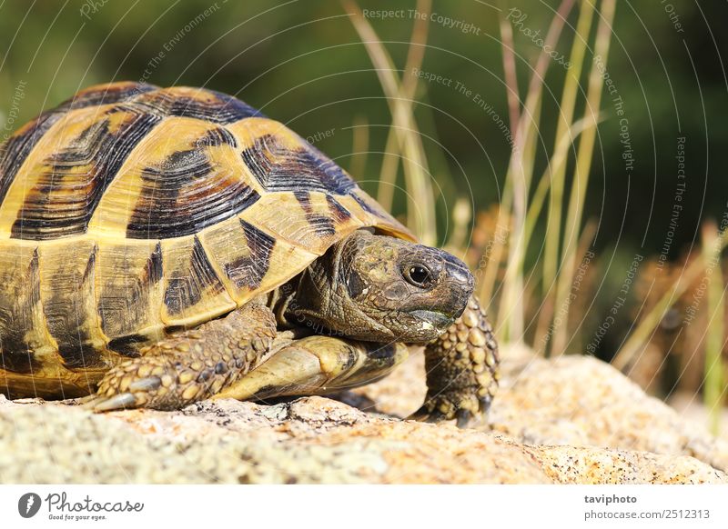 close up of greek turtoise Environment Nature Animal Pet Old Natural Wild Green Colour turtle Greek Tortoise testudo graeca spur-thighed wildlife Reptiles Shell