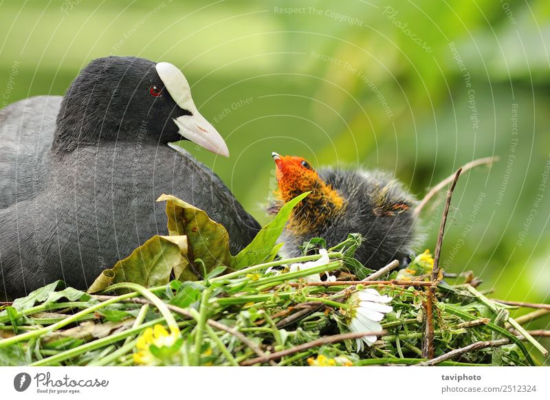 coot with chicken on nest Beautiful Family & Relations Environment Nature Animal Pond Lake River Bird Small Cute Wild Brown Gray Black Coot spring Nest Chicken