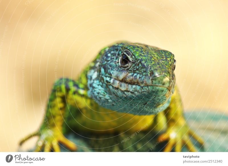 front view on Lacerta viridis male Beautiful Skin Man Adults Environment Nature Animal Rock Small Natural Cute Wild Blue Green Turquoise Colour wildlife lizard
