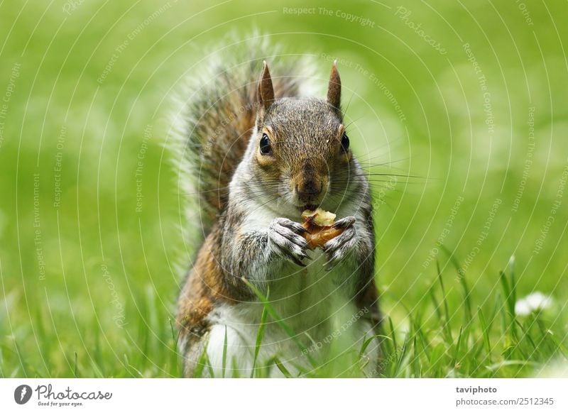 grey squirrel eating nut on lawn Eating Beautiful Garden Nature Animal Grass Park Forest Fur coat Feeding Sit Stand Small Funny Natural Cute Wild Brown Gray