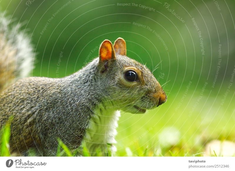 grey squirrel portrait on lawn Face Garden Baby Nature Animal Tree Park Fur coat Small Funny Natural Cute Wild Brown Gray Green White Appetite Mammal Squirrel