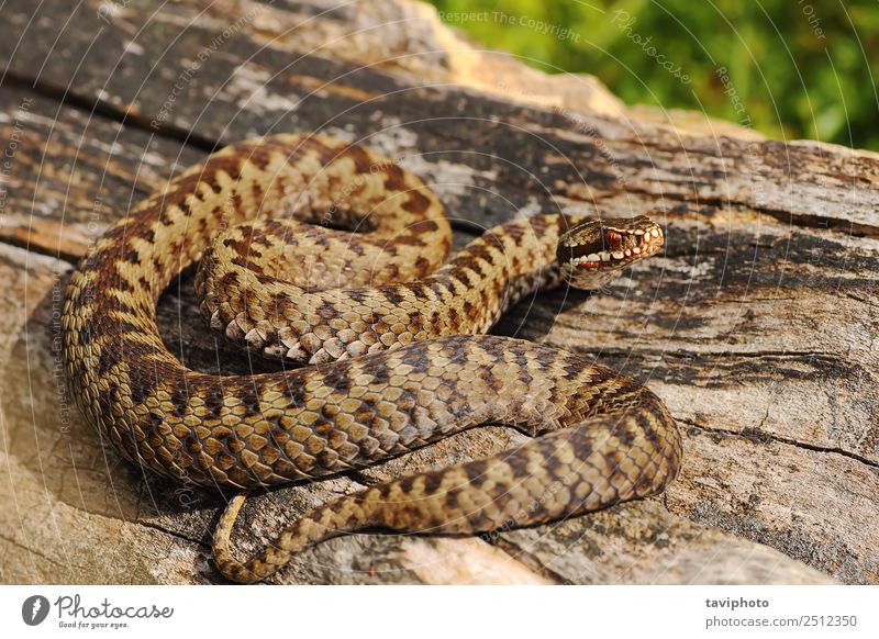 male common adder basking on wood Beautiful Man Adults Nature Animal Snake Wild Brown Gray Fear Dangerous poisonous wildlife European Reptiles vipera Viper
