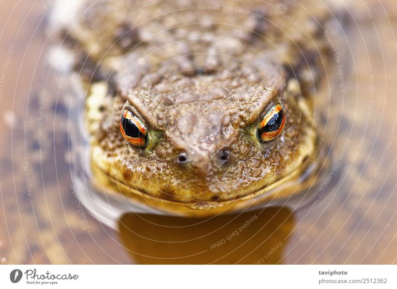 portrait of common brown toad in water Beautiful Skin Environment Nature Animal Pond Lake Small Natural Wild Brown Green Colour amphibian Toad wildlife bufo