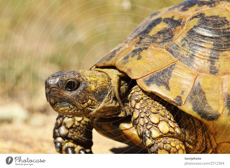 portrait of greek turtoise Nature Animal Pet Old Natural Wild Green Colour Greek turtle testudo graeca protected Reptiles slow Slowly spur-thighed wildlife