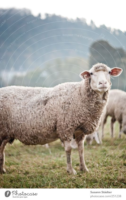 [CHAMANSÜLZ 2011] Huschel Meadow Field Farm animal Wild animal Animal face Herd Observe Fear Listening Wait Respect Humanity Wool Cuddly Flock Lamb's wool