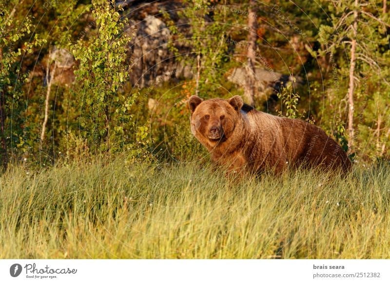 Brown Bear Biologist Hunter Environment Nature Animal Earth Grass Forest Finland Wild animal Brown bear 1 Natural Love of animals Fear Environmental protection