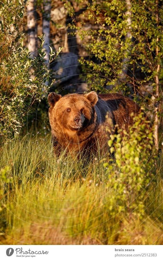 Brown Bear Adventure Biology Biologist Hunter Environment Nature Animal Earth Forest Wild animal Brown bear 1 Love of animals Fear of death