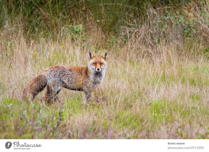 Red Fox Science & Research Biology Hunter Adults Environment Nature Animal Earth Grass Field Wild animal Red fox 1 Love of animals vulpes wildlife vertebrate