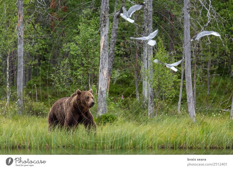 Brown Bear Adventure Science & Research Biology Environment Nature Animal Water Earth Tree Forest Lake Finland Wild animal Bird Brown bear Seagull 1