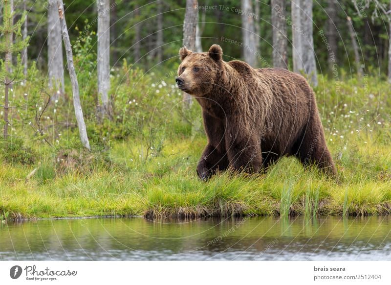 Brown Bear Adventure Science & Research Environment Nature Animal Water Earth Tree Forest Lake Finland Europe Wild animal Brown bear 1 Love of animals Interest