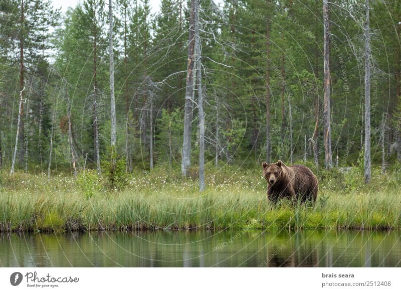 Brown Bear Adventure Science & Research Environment Nature Landscape Animal Water Earth Tree Forest Finland Wild animal Brown bear 1 Looking Love of animals