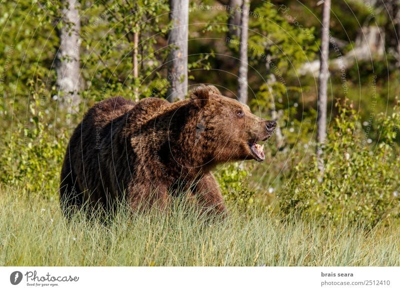 Brown Bear Adventure Safari Science & Research Biology Photographer Hunter Environment Nature Animal Earth Forest Finland Europe Wild animal Animal face
