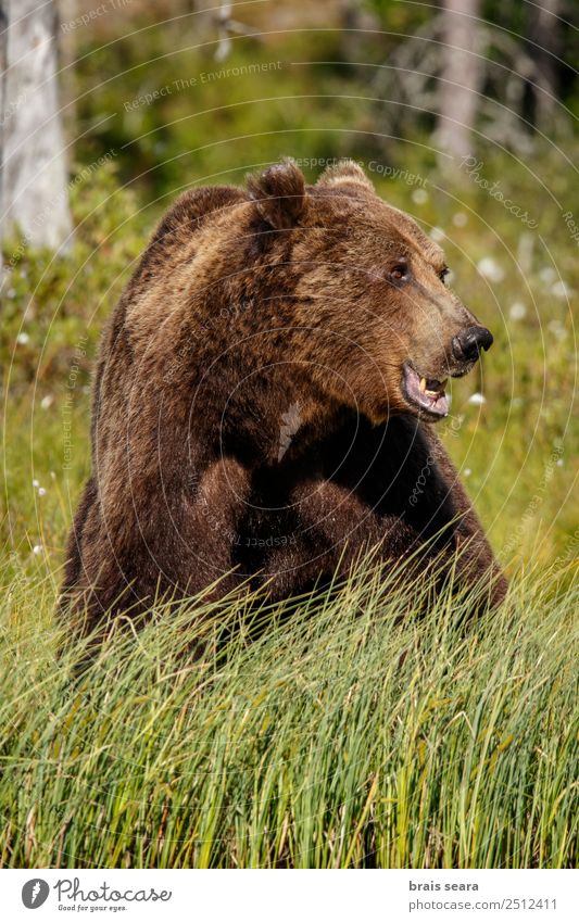 Brown Bear Adventure Safari Science & Research Environment Nature Animal Earth Forest Wild animal Brown bear 1 Feeding Aggression Natural Green Love of animals