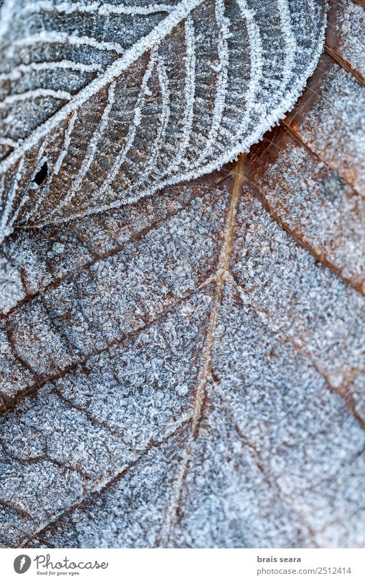 Frost leaves. Winter Environment Nature Elements Earth Climate Weather Ice Snow Plant Tree Leaf Forest Cold Wild White Serene Death Environmental protection