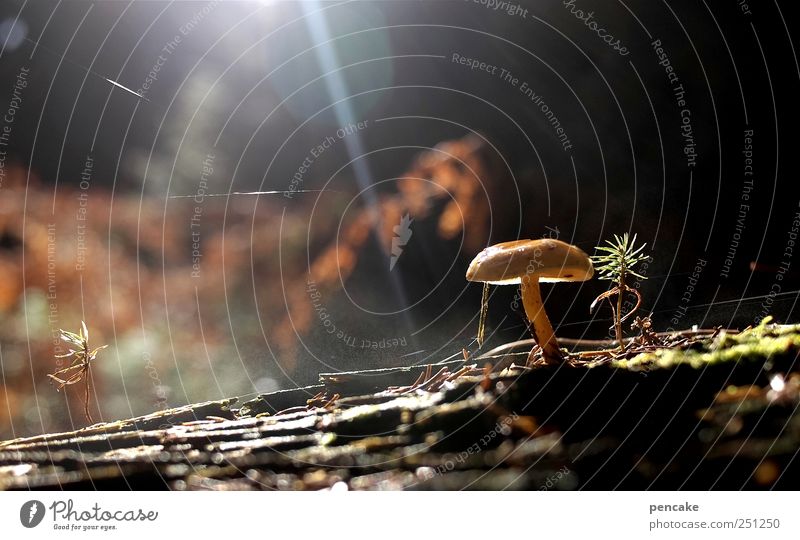 mycomagic Nature Plant Elements Earth Drops of water Mushroom mushrooms Forest Moody Steam Cobwebby Brittle Wood Colour photo Light Sunbeam