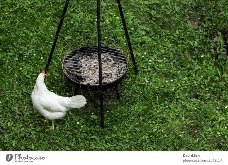 A chicken running along a charcoal grill Grass Farm animal 1 Animal Barbecue (apparatus) Discover Walking Looking Curiosity Green White Barn fowl Charcoal Grill