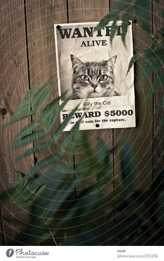 *1,600* Billy the Cat Plant Animal Leaf Paper Exceptional Funny Green Advertising Search Image Manhunt Bounty Wooden wall Wall (building) fact sheet Poster Miss
