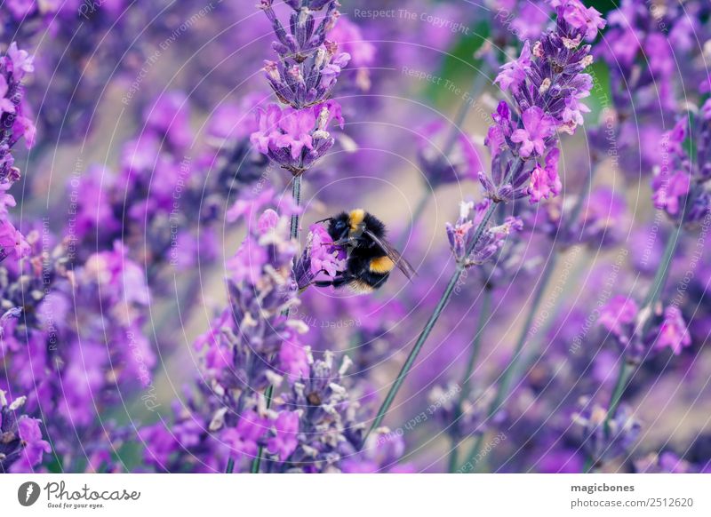 Bee on Lavender Plant Nature Flower Field 1 Animal Feeding Yellow Farm lavender farm Lavender field Pollination Purple Bumble bee Nectar Pollen Summer England