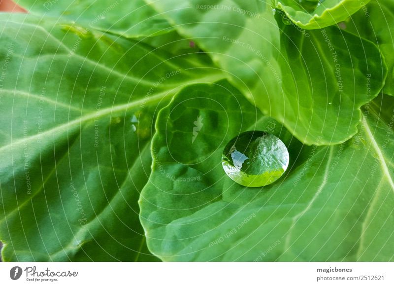 Water Droplet on Green Leaf Nature Plant Drops of water Simple raindrop wet cabbage Cabbage leaves Garden Close-up Colour photo Exterior shot Deserted Day