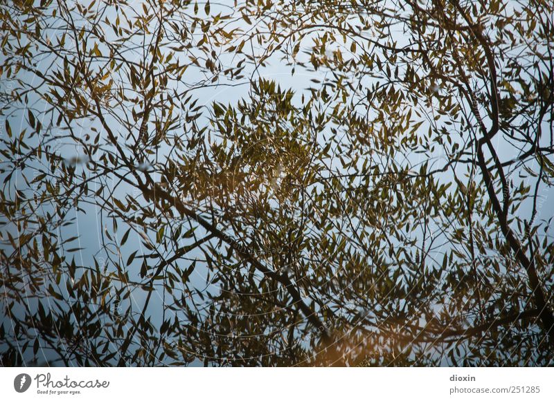 [CHAMANSÜLZ 2011] Aquatic plant Water Plant Tree Bushes Leaf Branch Park Lake River Wet Natural Nature Reflection Pattern Colour photo Exterior shot