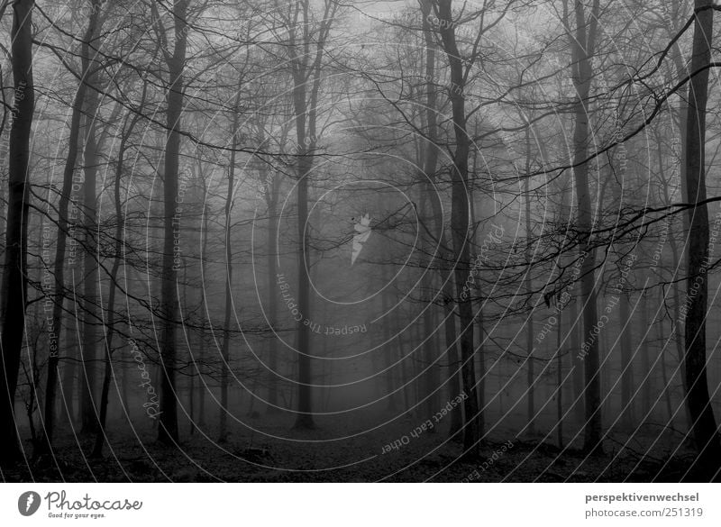 forest Nature Landscape Winter Fog Tree Forest Esthetic Threat Cold Natural Black White Emotions Power Longing Freedom Life Moody Death Infinity