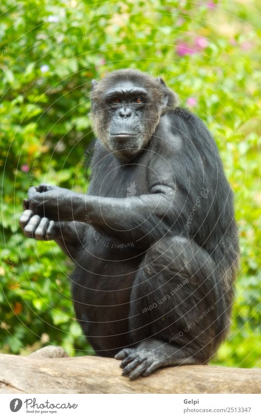 monkey Human being Woman Adults Zoo Animal Virgin forest River Think Sit Cute Black Africa Ancestors Apes Baboon Beast chimp Chimpanzee consider Meditative