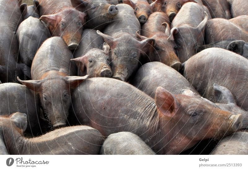 A lot of crowded piggies in a farm Meat Business Baby Group Animal Feeding Dirty Together Wild Brown agriculture Bacon barn Boar bunch Crowded Domestic Farm