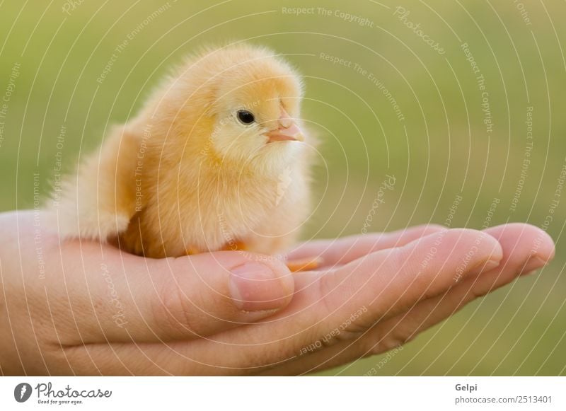small chicken Life Easter Baby Arm Hand Fingers Animal Pet Bird Small New Cute Wild Soft Yellow young Chicken egg poultry holiday Farm palm Domestic Born spring