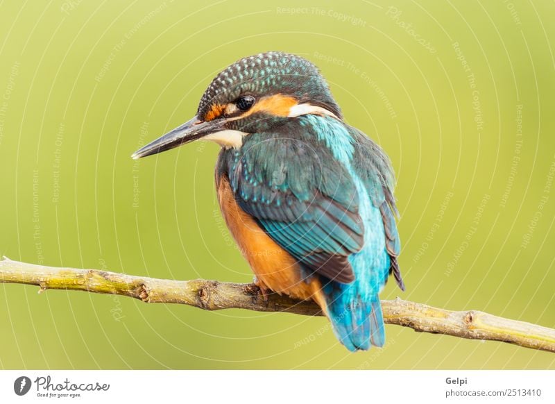 Kingfisher perched on a branch Exotic Beautiful Adults Environment Nature Animal Park Bird Observe Natural Wild Blue Green White Colour Beak Ornithology common