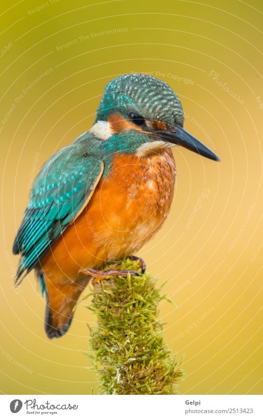 Kingfisher perched on a branch Exotic Beautiful Adults Environment Nature Animal Park Bird Observe Natural Wild Blue Green White Colour Beak Ornithology common