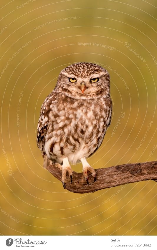 Cute ow Beautiful Nature Animal Forest Bird Wing Small Funny Natural Wild Brown Yellow Gold Green Black White wildlife Owl Prey predator sunny branch Hunter