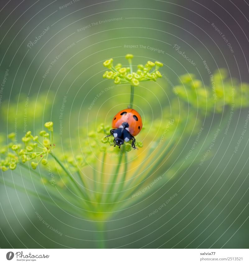 dashes of colour Environment Nature Spring Summer Plant Blossom Agricultural crop Dill blossom Apiaceae Garden Animal Beetle Ladybird Seven-spot ladybird Insect